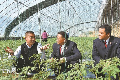  全国人大代表陈保超：“番茄书记”的致富路