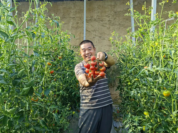 陈保超:让乡亲们过上像番茄一样红火的日子
